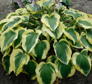 Hosta ´Broad Band´ (Hosta)