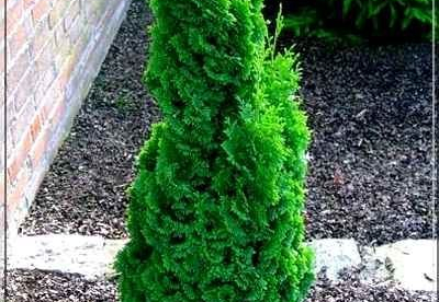 Harilik elupuu ´Brobeck´s Tower´ seemikud (Thuja occidentalis)