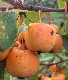 Õunapuu ´'Bērzkroga Dzeltenais' (Malus)