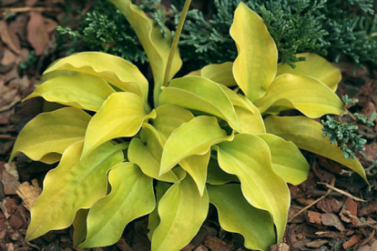 Hosta ´Buffalo amber waves os´ (Hosta)