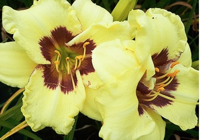 Päevaliilia ´Buffalo yellow Charm´ (Hemerocallis)