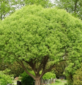 Raberemmelgas ´Bullata´  (Salix fragilis)  ehk kerapaju - Tellimisel