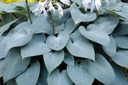 Hosta ´Bulletproof´ (Hosta)