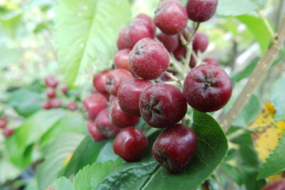 Pihlakas ´Burka´ (Sorbus)