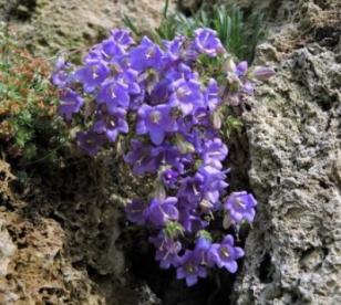 Ledeburgi kellukas ( CAMPANULA LEDEBOURIANA)