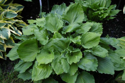 Hosta ´Candy Dish´ (Hosta)