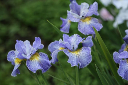 Siberi võhumõõk ´Cape Cod Boys´ (Iris sibirica)