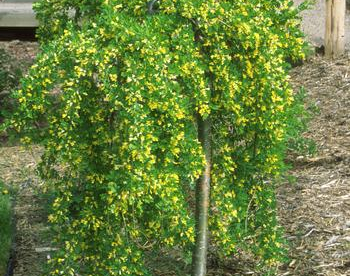 Leinaläätspuu ´Pendula´(Caragana arbosescens)