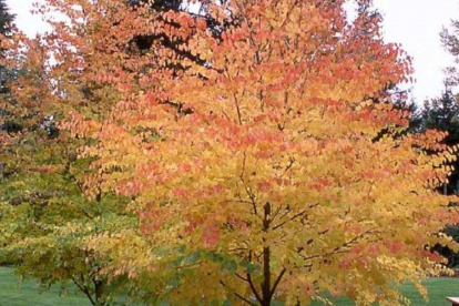 Jaapani juudapuulehik (Cercidiphyllum japonicum)