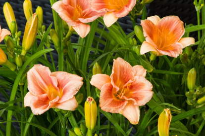 Päevaliilia ´EveryDaylily Cerise´ (Hemerocallis)