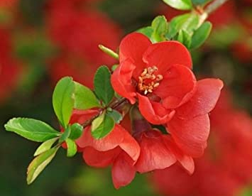 Jaapani ebaküdoonia (Chaenomeles japonica)