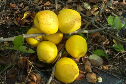 Jaapani ebaküdoonia ´Darius´ (Chaenomeles japonica)