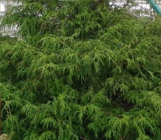 Mägi ebaküpress ´Filifera´ (Chamaecyparis pisifera) - Tellimisel