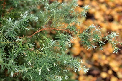 Mägi-ebaküpress ´Squarrosa lombartsii´ (Chamecyparis pisifera)