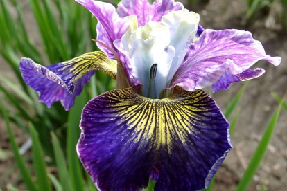 Siberi võhumõõk ´Charming Billy´ (Iris sibirica)