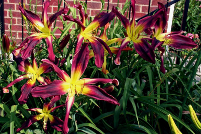 Päevaliilia ´Chokecherry Mountain´ (Hemerocallis)