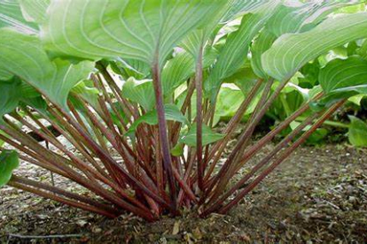 Hosta ´Chopsticks´ Hosta)