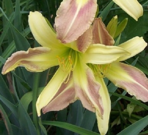 Päevaliilia ´Cleo´ (Hemerocallis) - Saadavus alates mai lõpp 2024