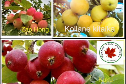 Pere paradiisiõunapuu kolmesordiline ´Kuku´, ´Kultainen kitaika´ ja ´Zao Hong´ (Malus)