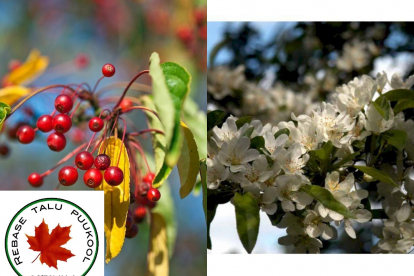 Sieboldi õunapuu varieteet (Malus sieboldii var. arborescens)