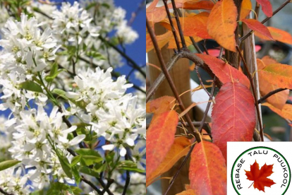 Toompihlakas ´Balerina´ (Amelanchier)