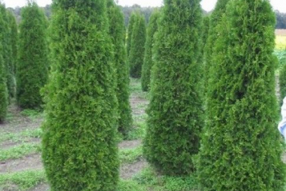 Harilik elupuu ´Columna´ (Thuja occidentalis) Suurem