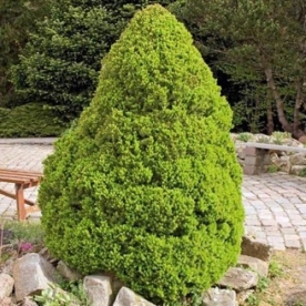 Kanada kuusk ´Conica´ (Picea glauca) - Tellimisel