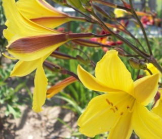 Päevaliilia ´Corky´ (Hemerocallis)