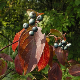 Ahtalehine kontpuu (Cornus foemina)