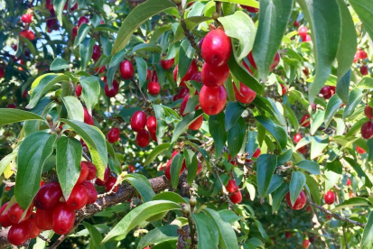 Kirss-kontpuu (Cornus mas)