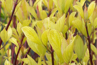 Siberi kontpuu ´Aurea´ (Cornus alba) - tellimisel