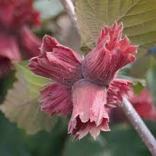 Sarapuu ´Fuscorubra´ (Corylus avelana)