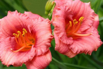 Päevaliilia ´Cosmopolitan´ (Hemerocallis)