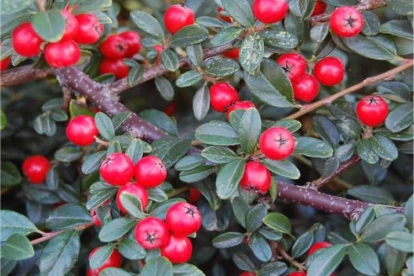 Tuhkpuu ´Coral Beauty´ (Cotoneaster)