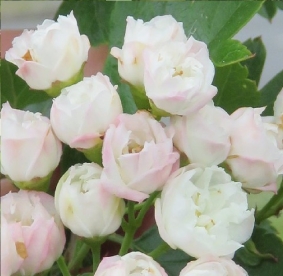 Viirpuu ´Alba Plena´ (Crataegus)