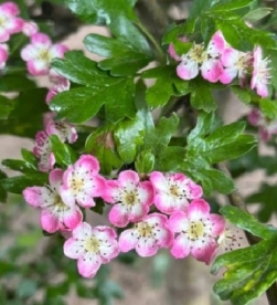 Viirpuu ´Rosea´ (Crategus) - saadan kulleriga