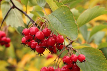 Pikaastlaline viirpuu (Crataegus macracantha)