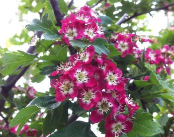 Viirpuu ´Crimson Cloud´ (Crataegus)