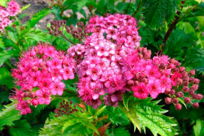 Jaapani enelas ´Crispa´ (Spiraea japonica)