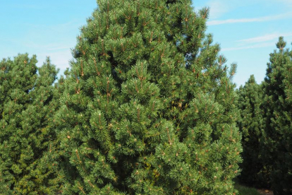 Mägimänd ´Columnaris´ (Pinus Mugo) - Tellimisel