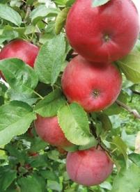 Õunapuu ´Dace´ (Malus domestica) - okulaat kuni 50 cm