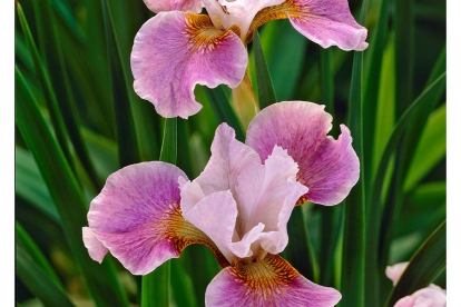 Siberi võhumõõk ´Dance balerina dance´ (Iris sibirica)