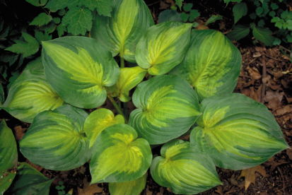 Hosta ´Dance witw me´ (Hosta)