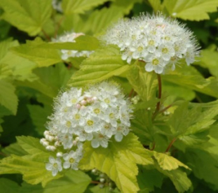 Põisenelas ´Dart´s Gold´ (Physocarpus)