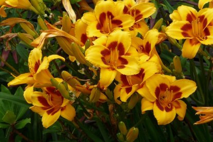 Päevaliilia ´Black Eyed Susan´ (Hemerocallis)