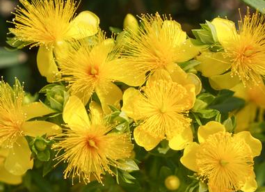 Kalmi naistepuna (Hypericum kalmianum)