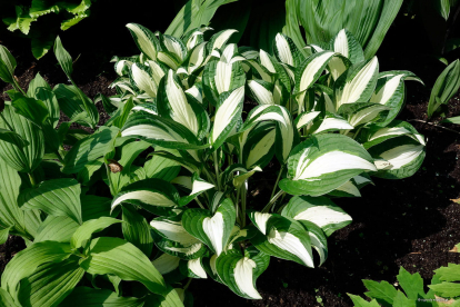 Hosta ´Diamomd Necklace´ (Hosta)