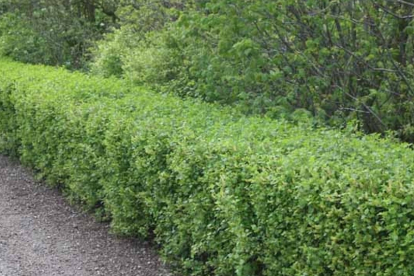 Magesõstar ´Dima´ (Ribes alpinum)