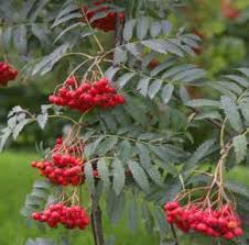Mitmevärviline pihlakas (Sorbus discolor)