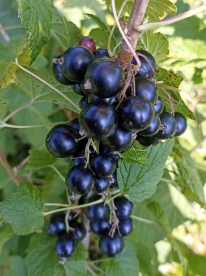 Must sõstar ´Domino´ (Ribes nigrum)